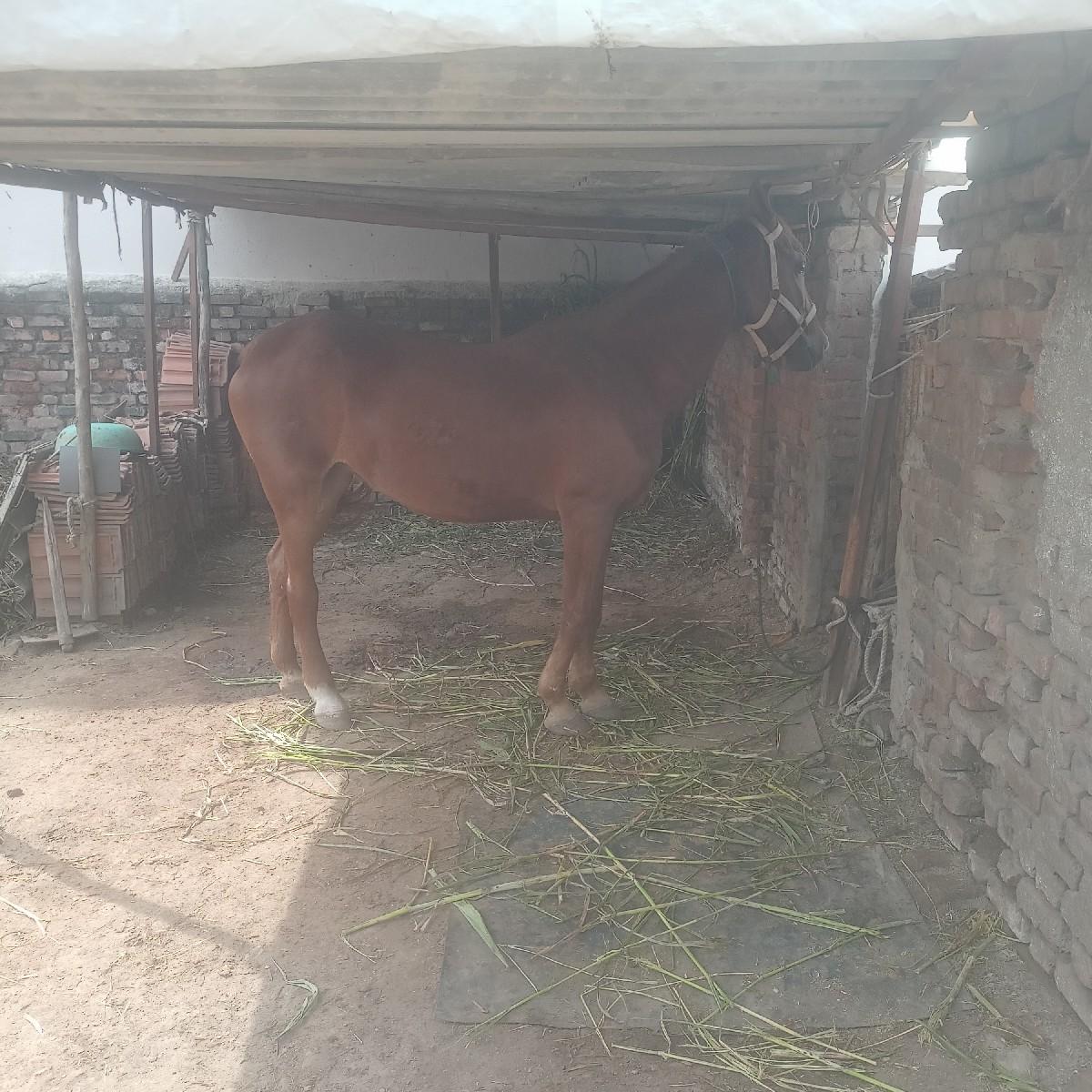 વેચવાની નથી સાટાકરવાનાછેઘોડીઘોડો