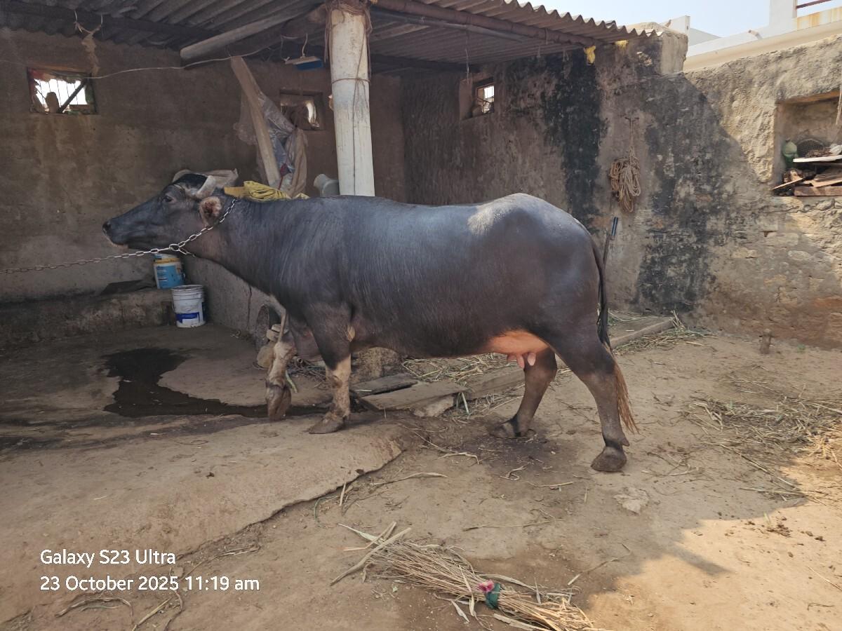 વેચવાની છે