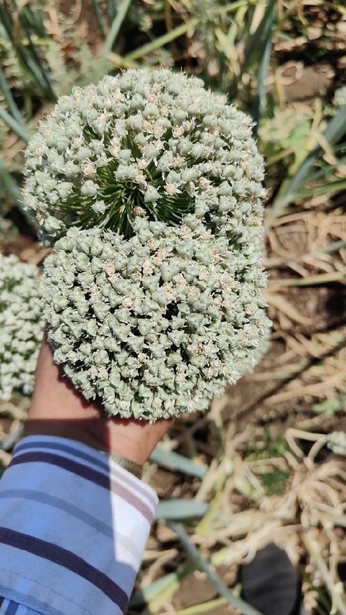 સફેદ ડુંગળી નુ બિયારણ