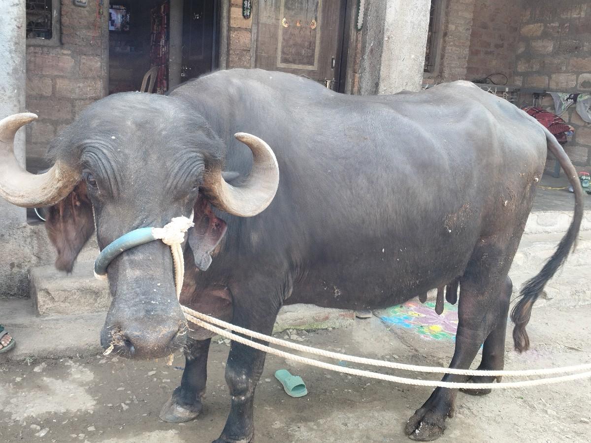 थंबनेल 2