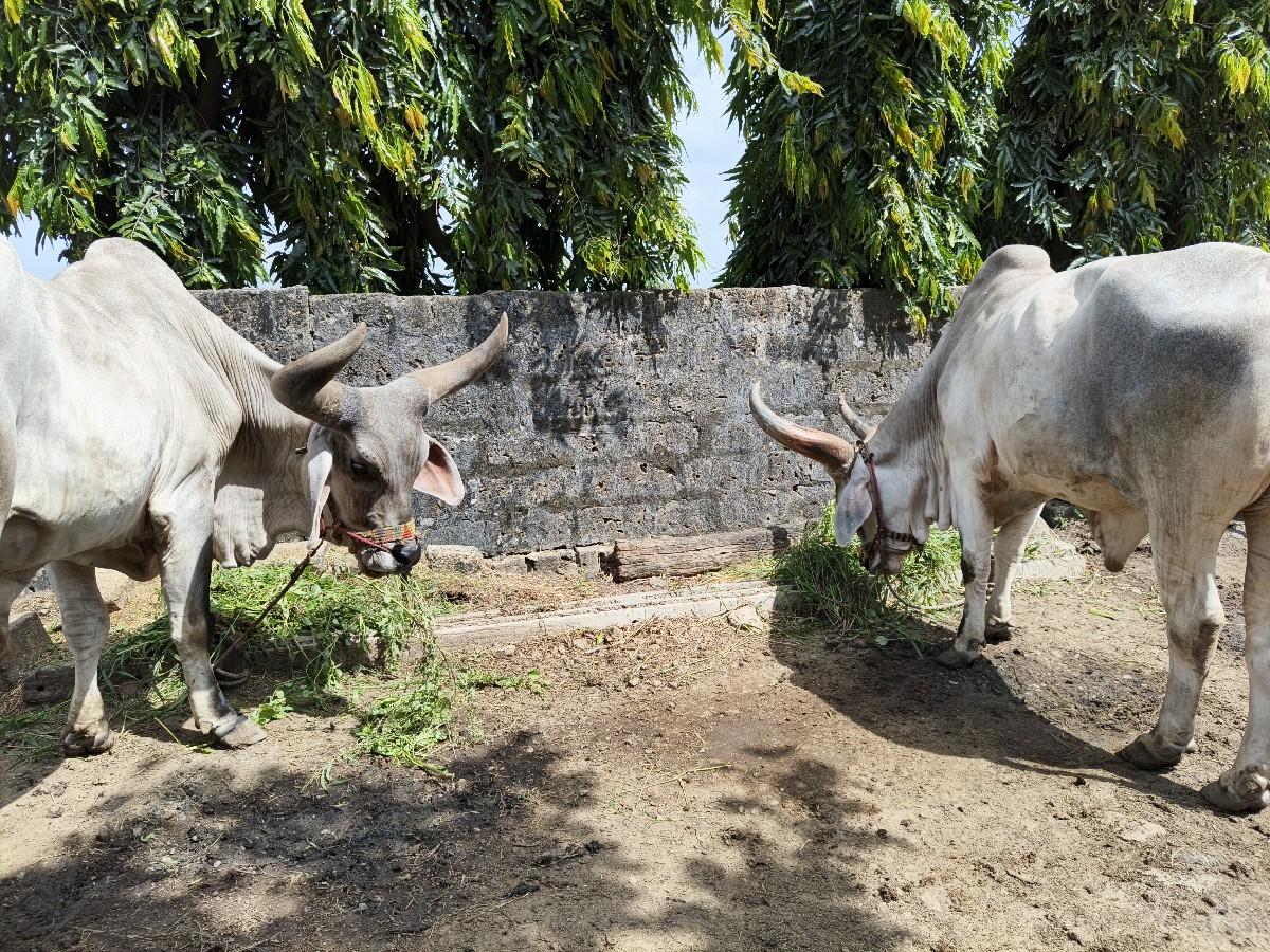 थंबनेल 2