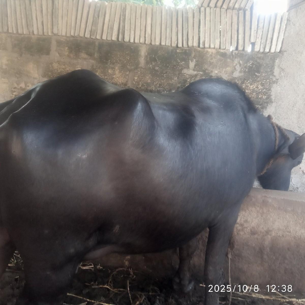 કિંમત 1,00,000 કરવાના અને 95 લેવાન