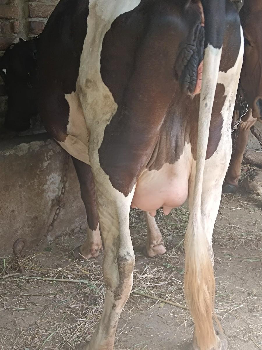 थंबनेल 2