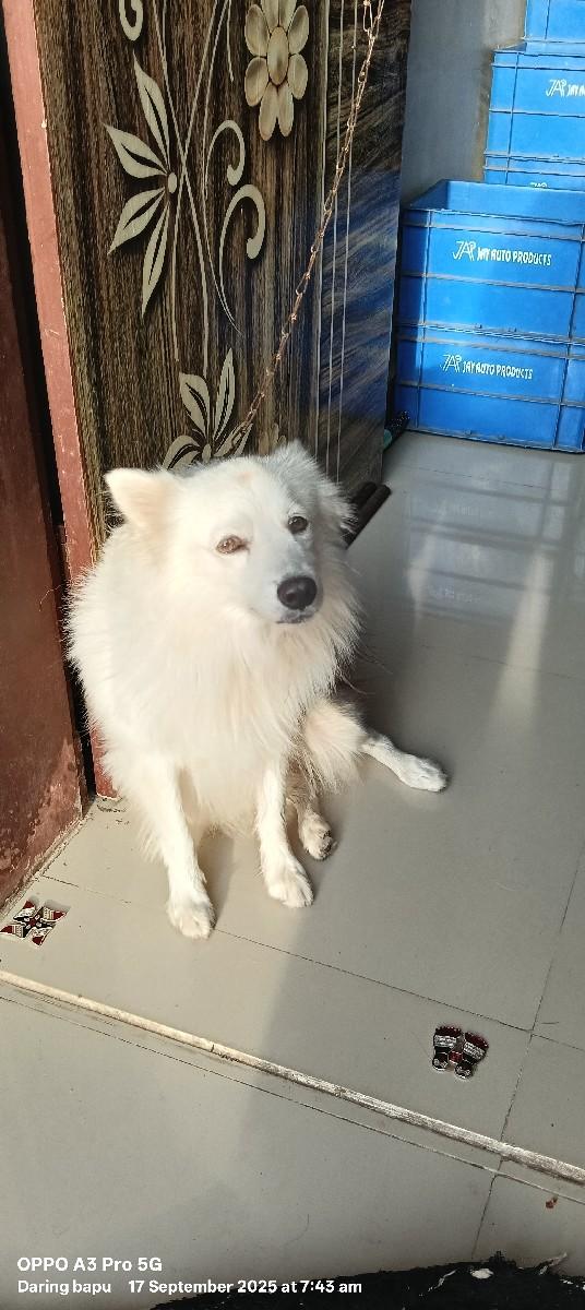 કુતરો વેચવાનો છે