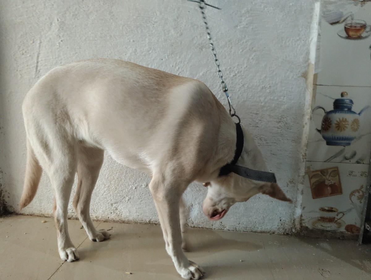 Labrador Female