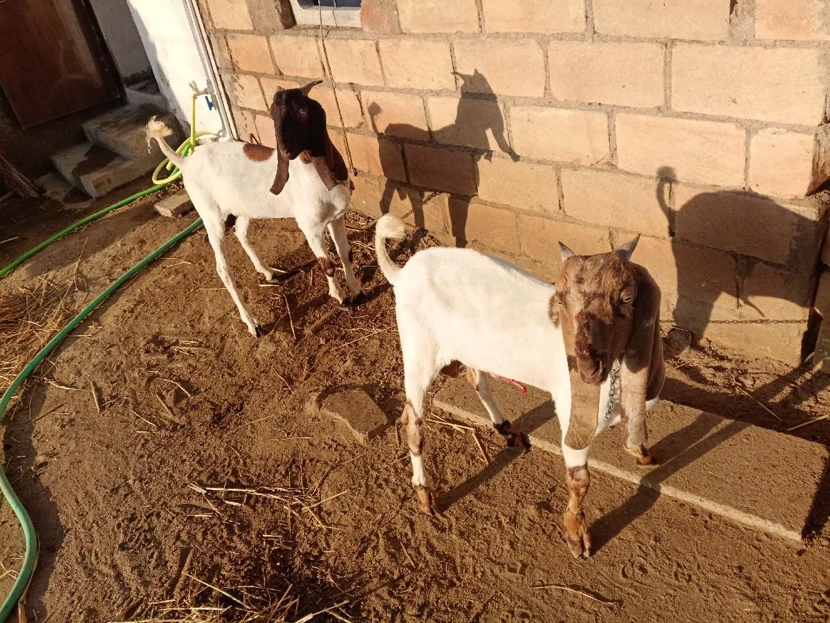 બોકડા વેચવા ના છે