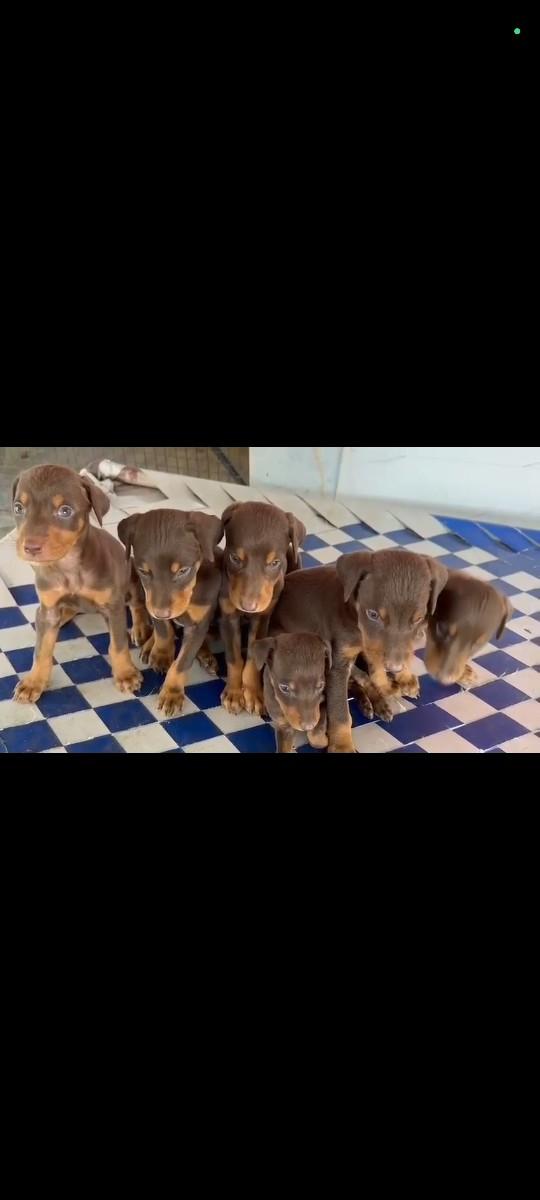 થંબનેલ 3