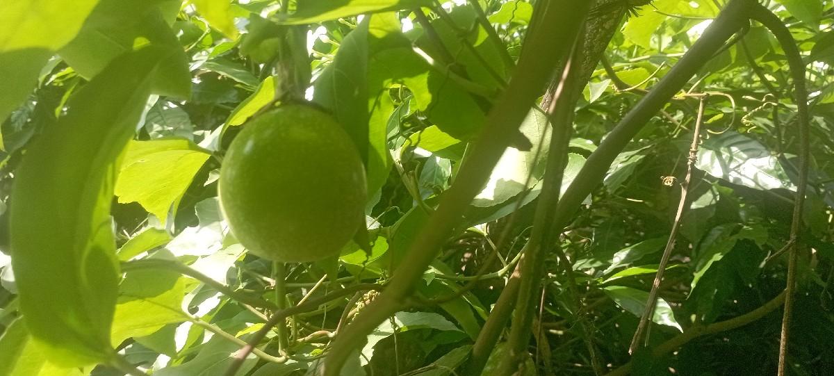 કિષ્નફલ(passion fruit)