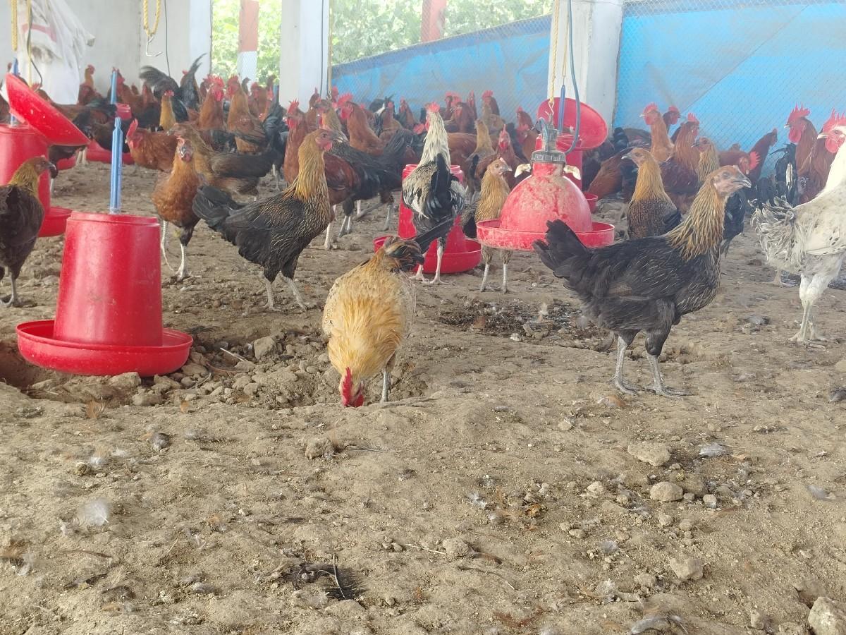 થંબનેલ 2