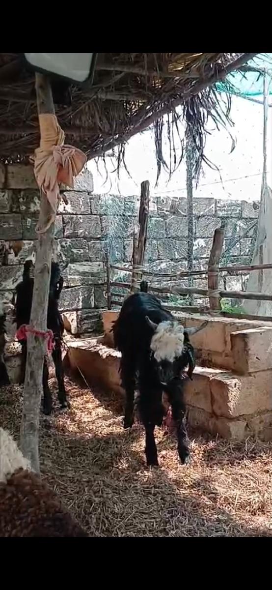 થંબનેલ 2