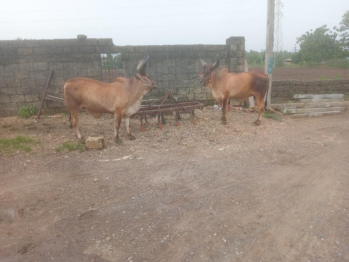 थंबनेल 2