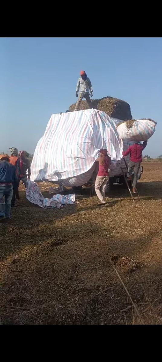 માંડવ્યું (પાલો)