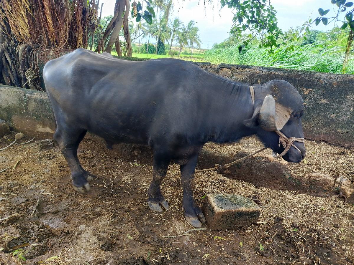 પાડો વેચવા નો છે