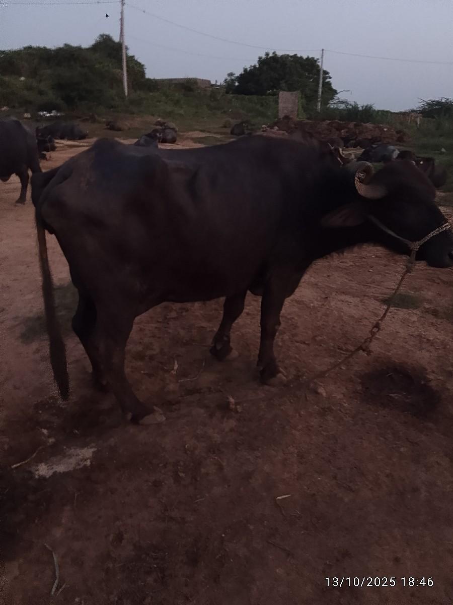 ભેસવેચવાછે