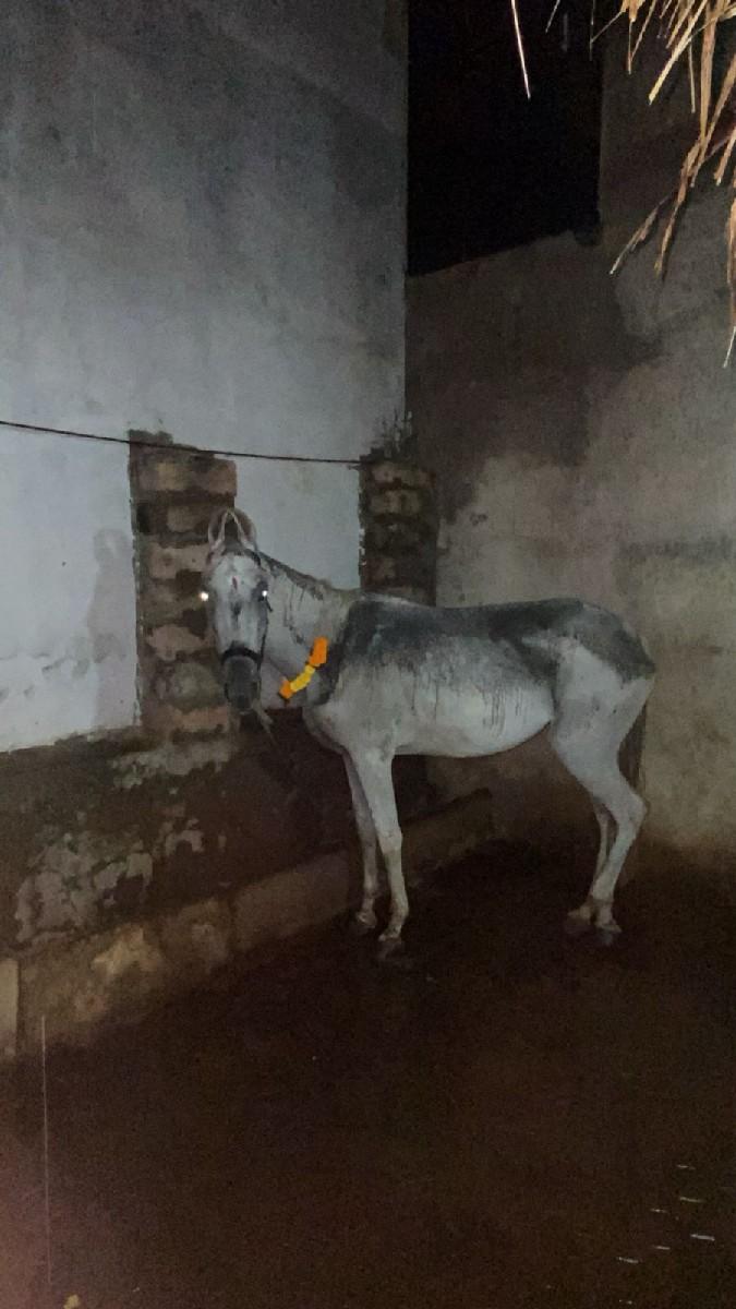 આ સનજાબ ઘોડી વેચવાની છે.