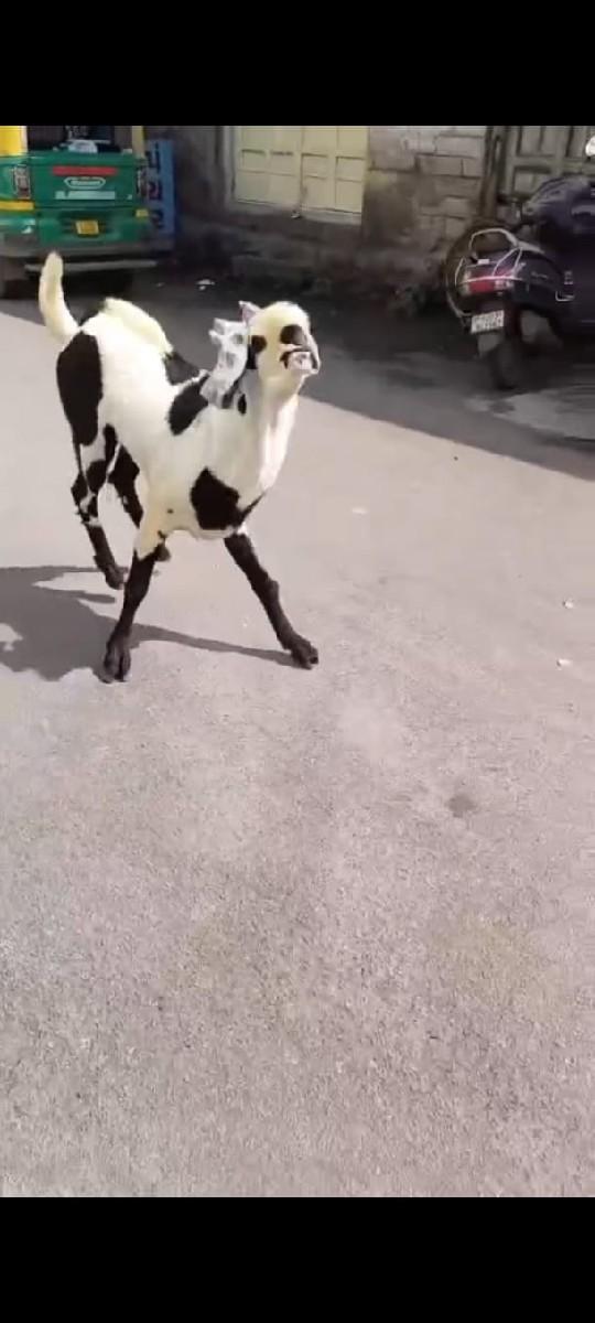 થંબનેલ 3