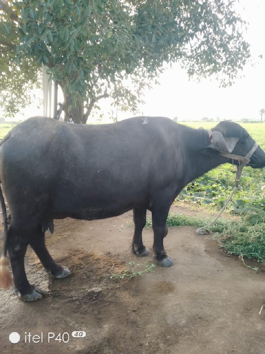 થંબનેલ 2