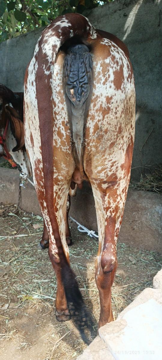 थंबनेल 3