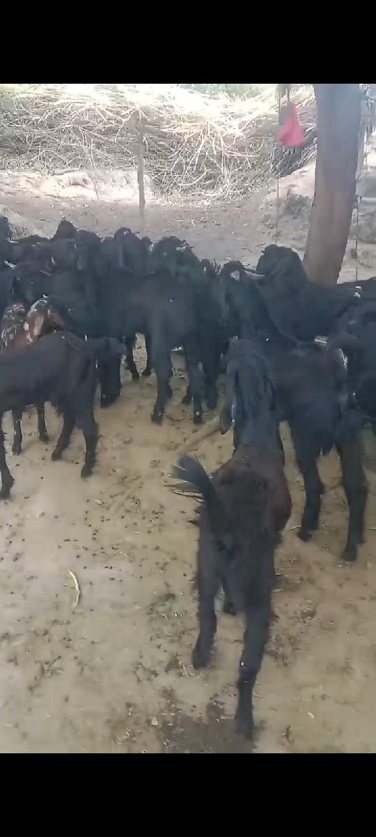 બોકળા લેવા માટે કોલ મેસેજ કરો