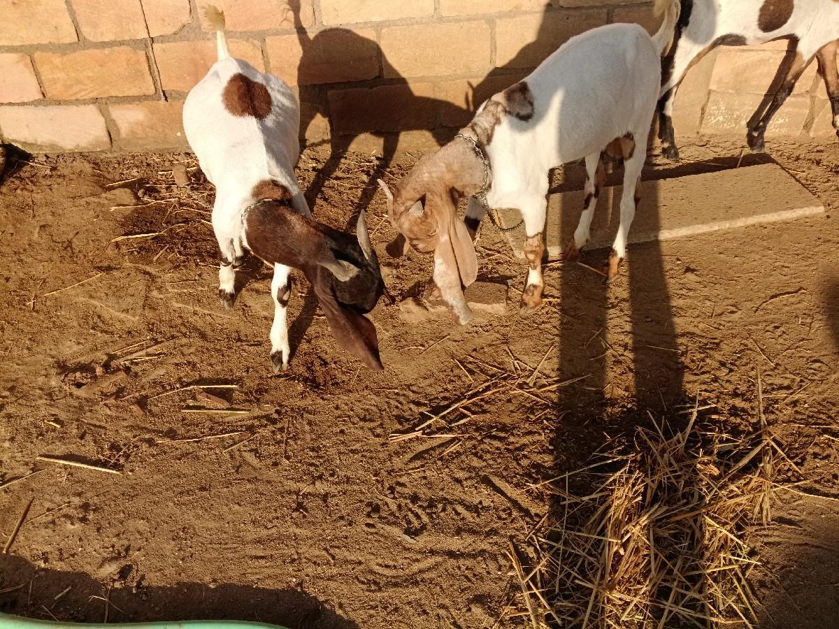 થંબનેલ 2