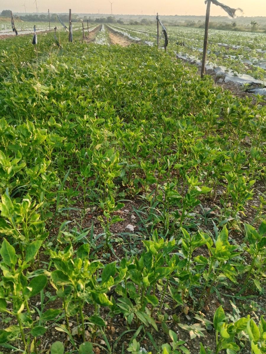 થંબનેલ 2