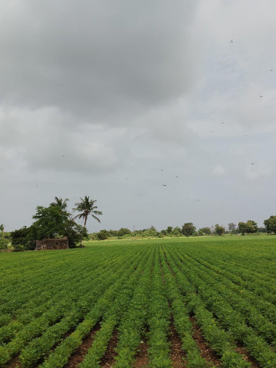માંડવી પાડવા મંજુર મલશે રાણાવાવ