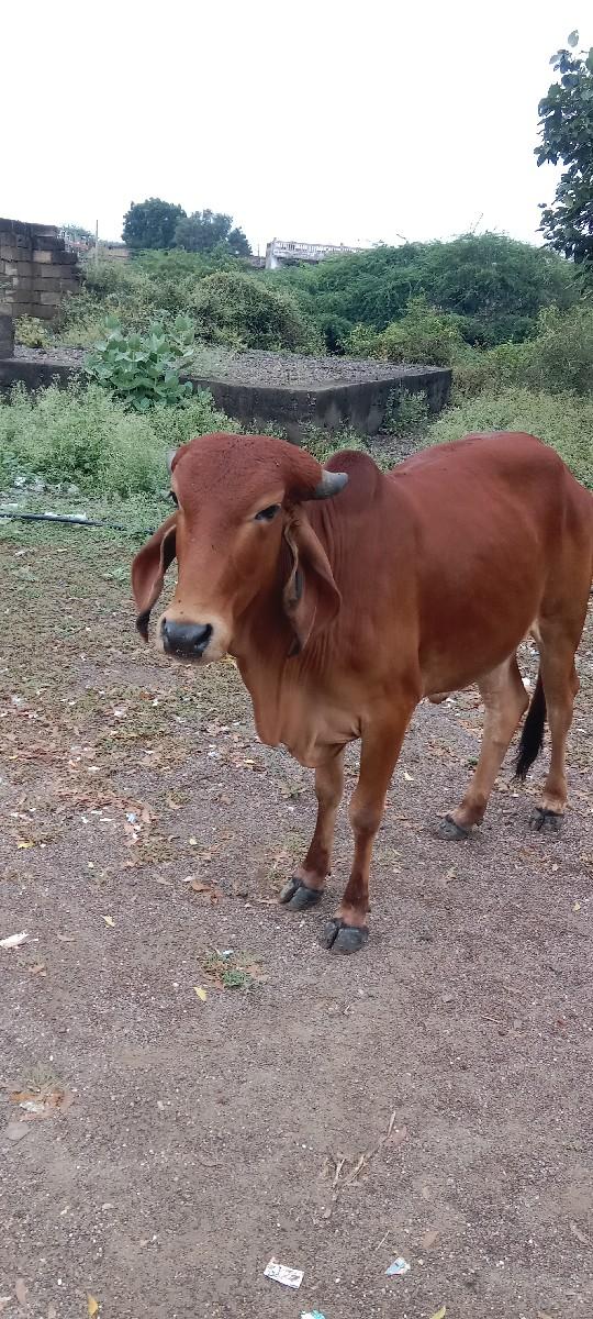 थंबनेल 3