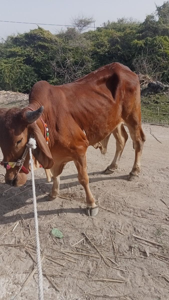બળદ વેચવાના છે