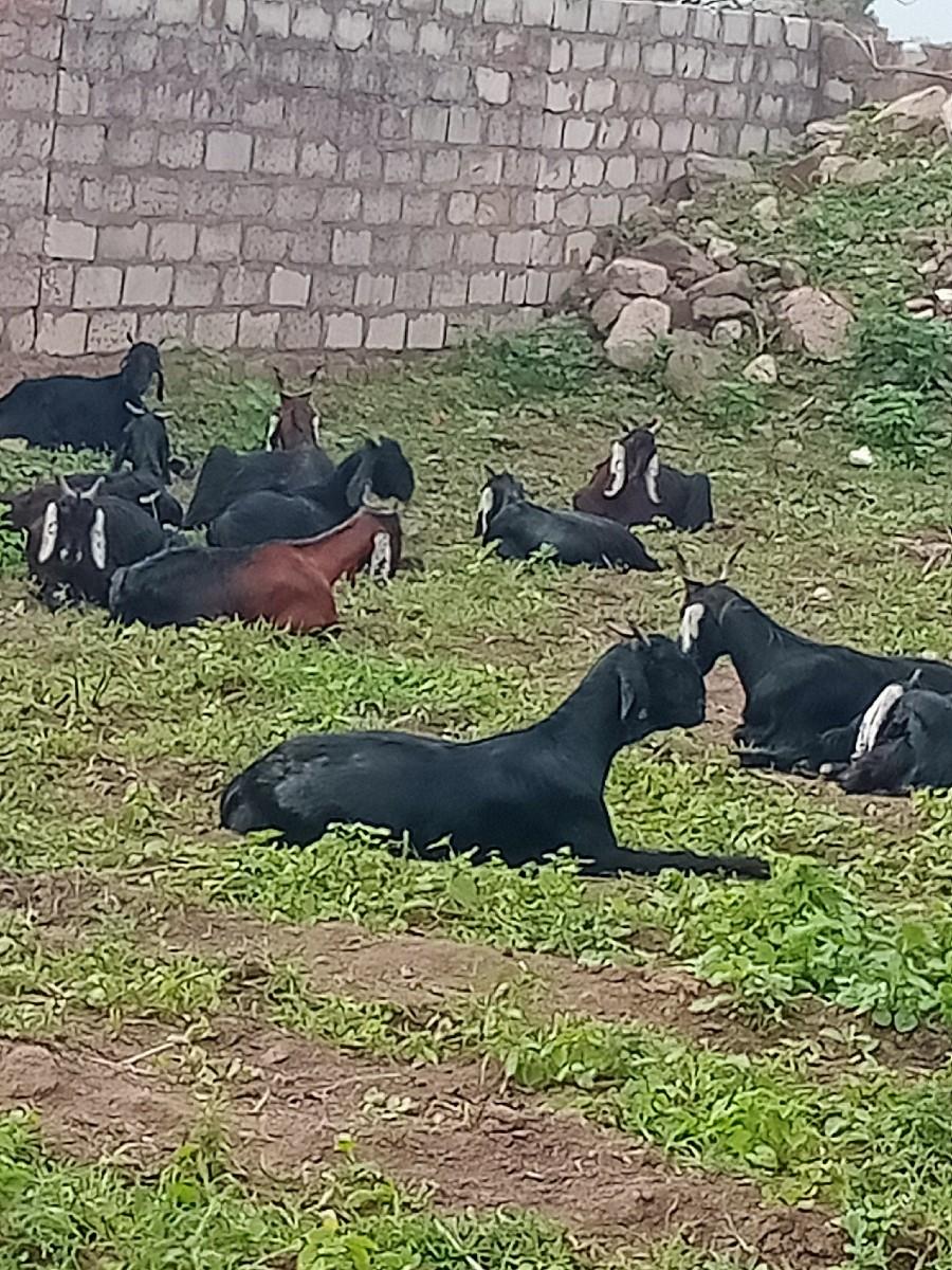 થંબનેલ 2