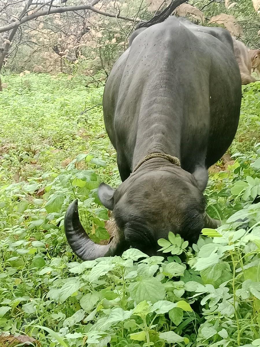 થંબનેલ 3