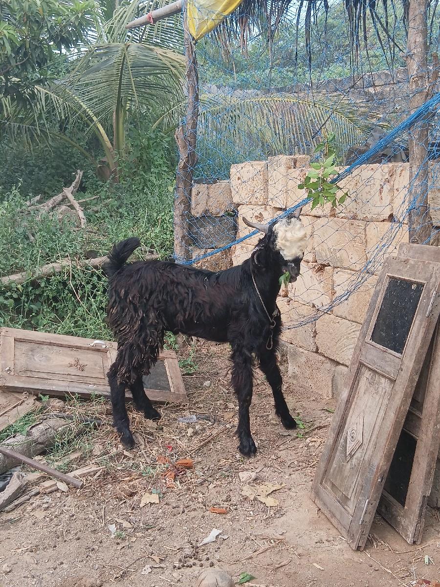 થંબનેલ 2