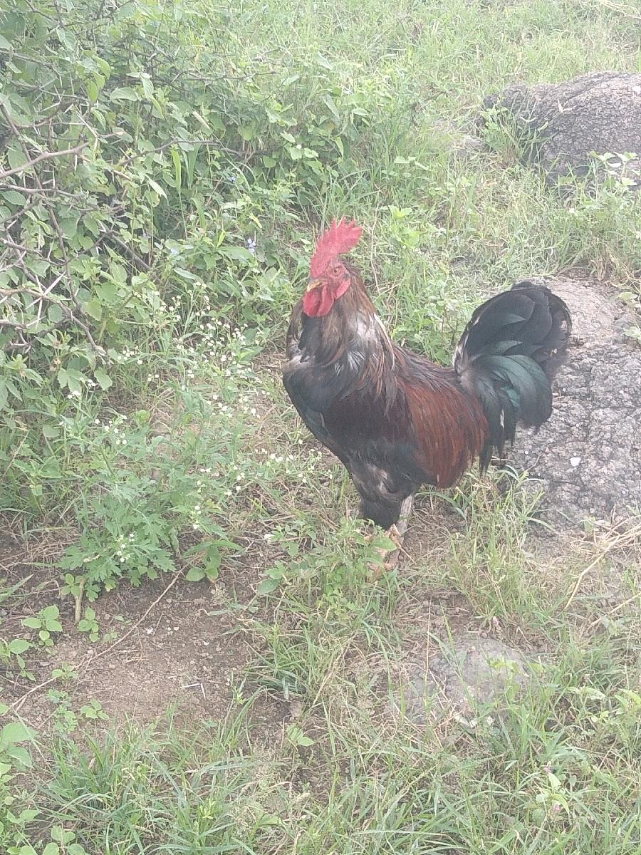 કુકડો એક છે સાટું કરવાનું છે