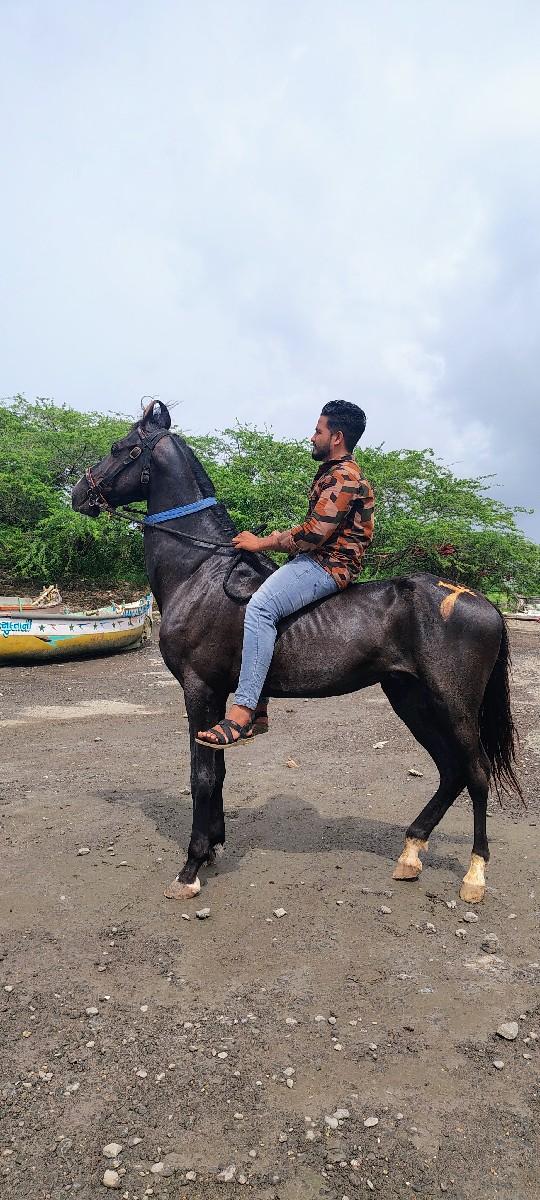 દેવભૂમિ દ્વારકા ખંભાળિયા આમલા