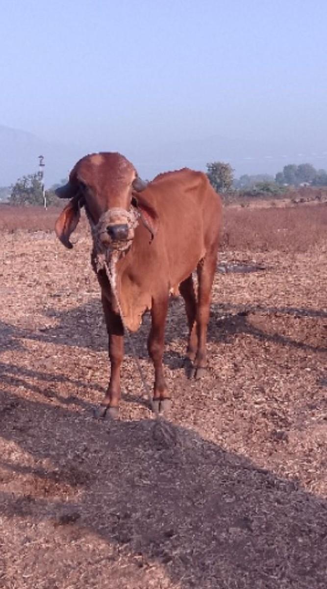 થંબનેલ 2