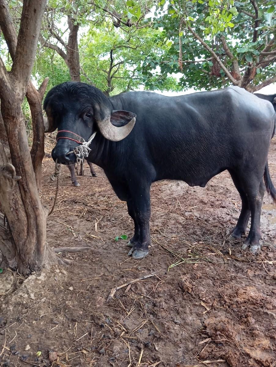 પાડો વેચવાનો છે