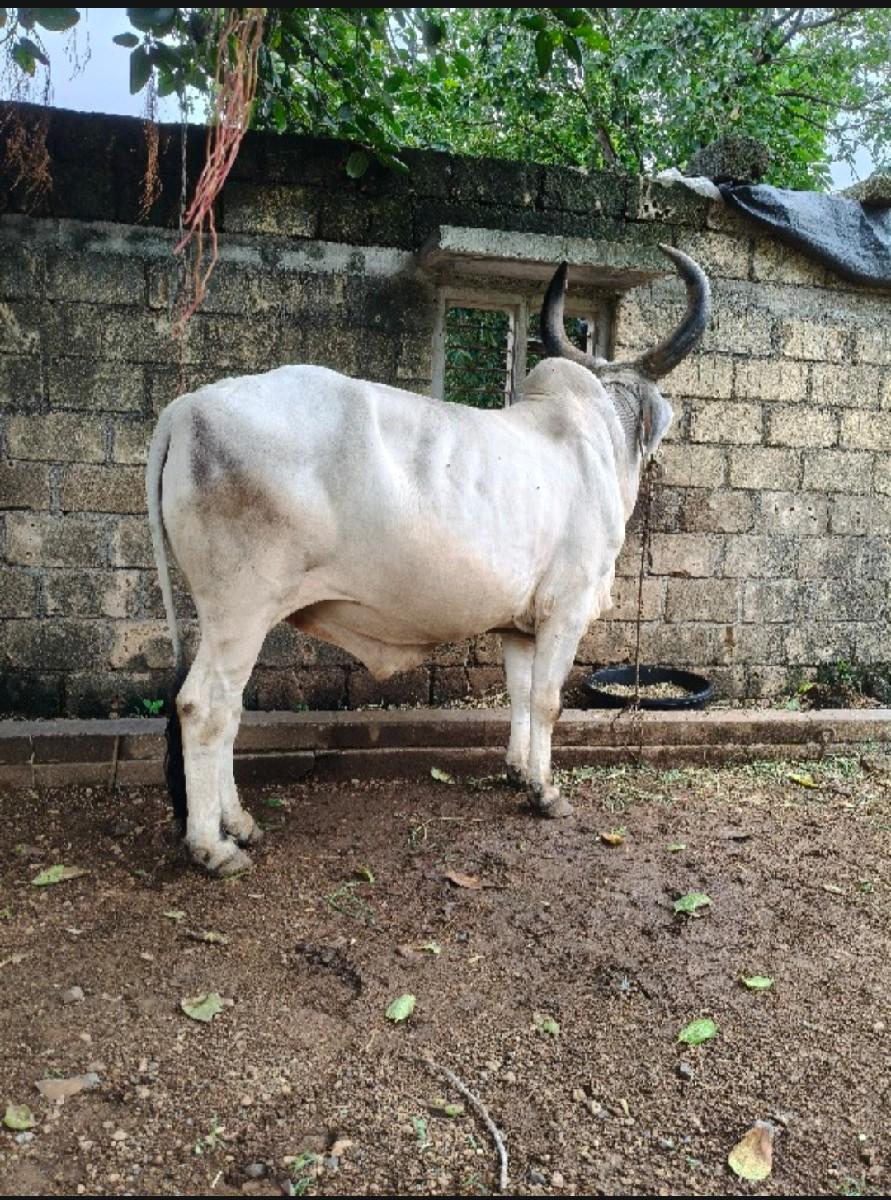 થંબનેલ 2