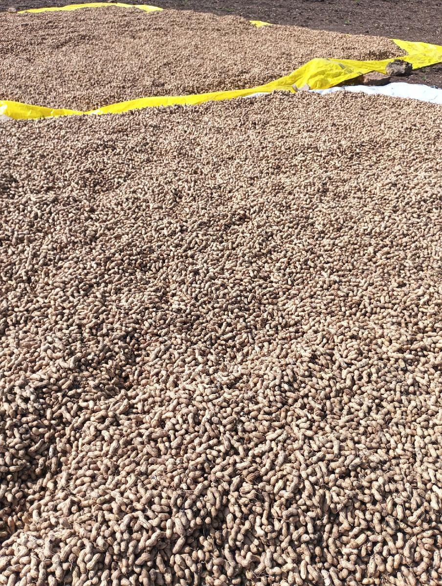 રેમ્બો મગફળી  બિયારણ માટે