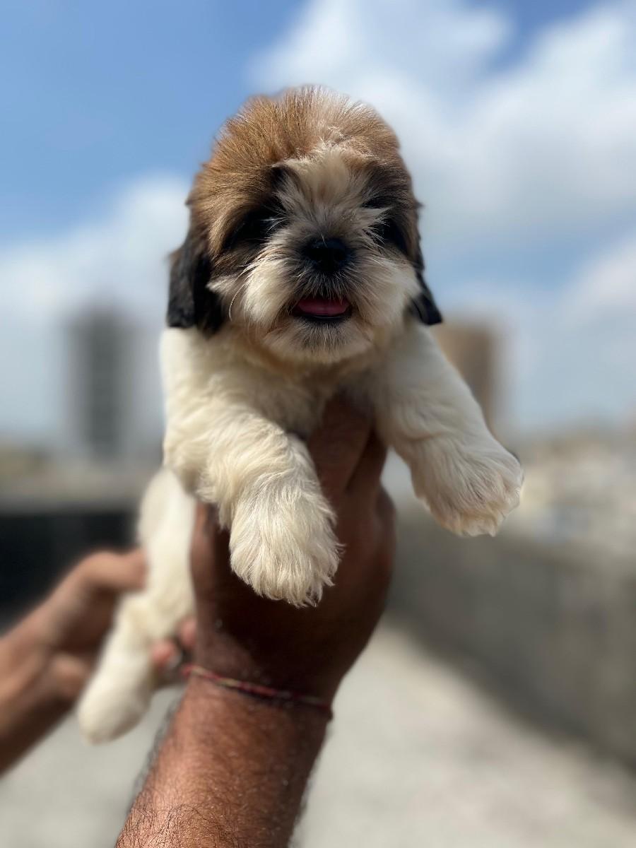 થંબનેલ 2