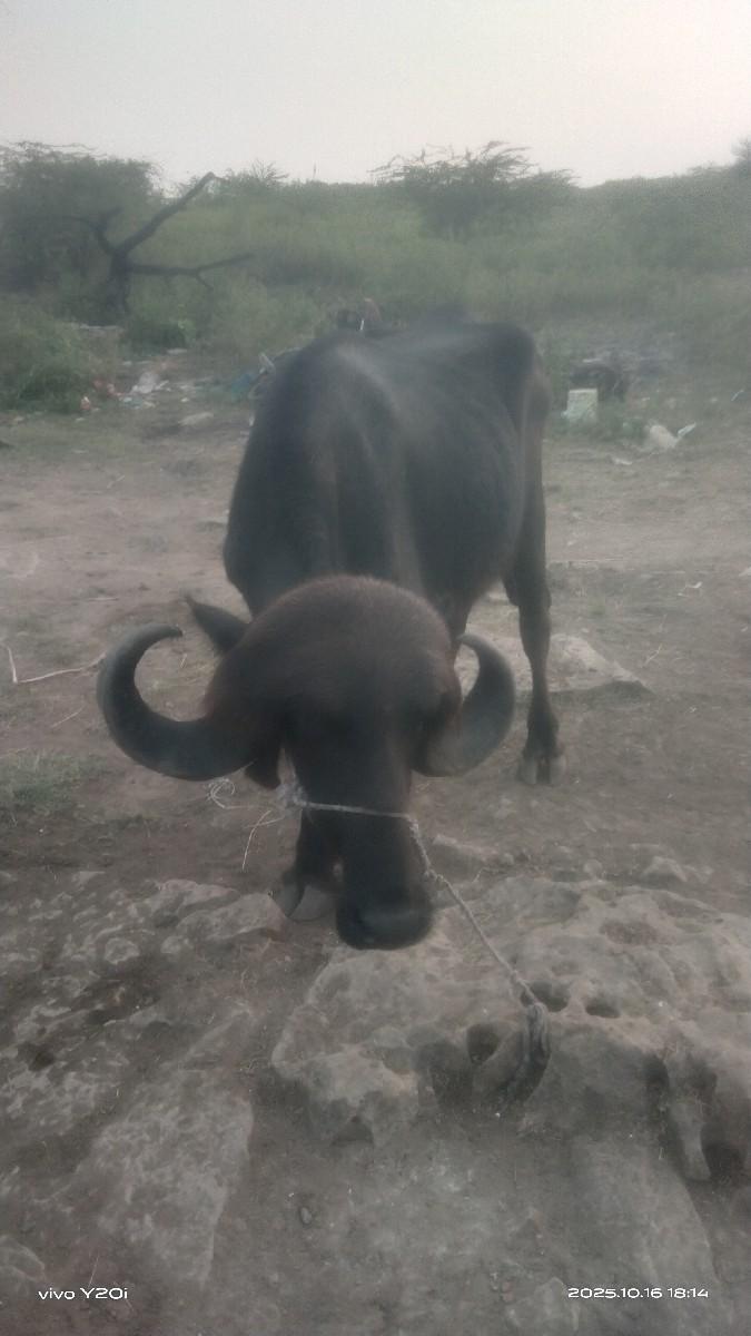 થંબનેલ 2