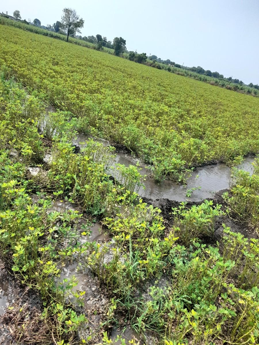 પાલૉ ગિરનાર ચાર