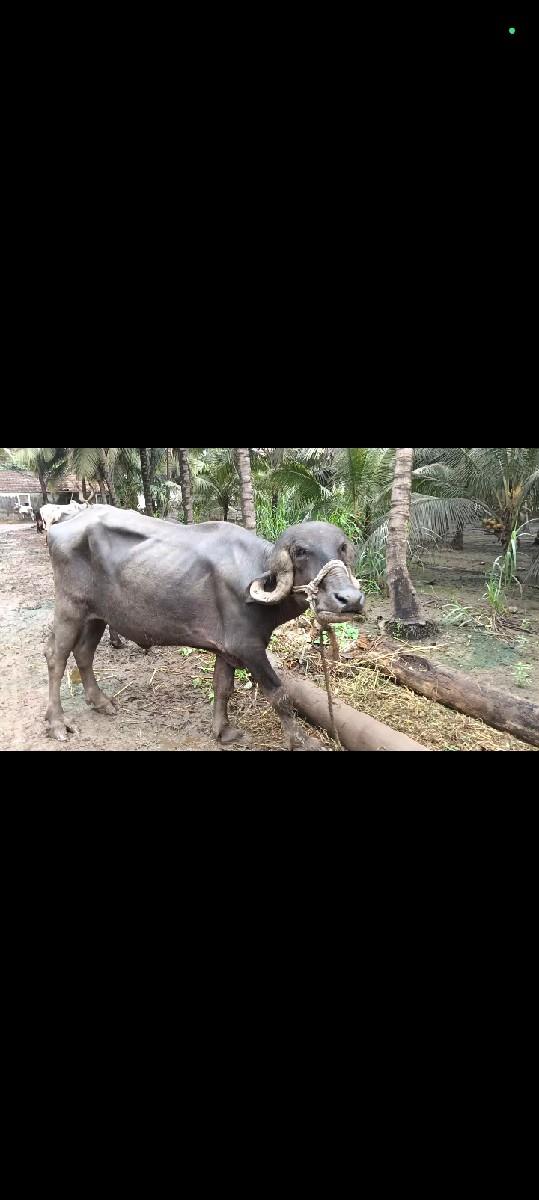 આ ખલેડી વેસવા ની છે