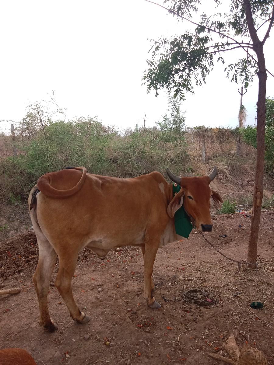 ઓડકી વેશવાની છે