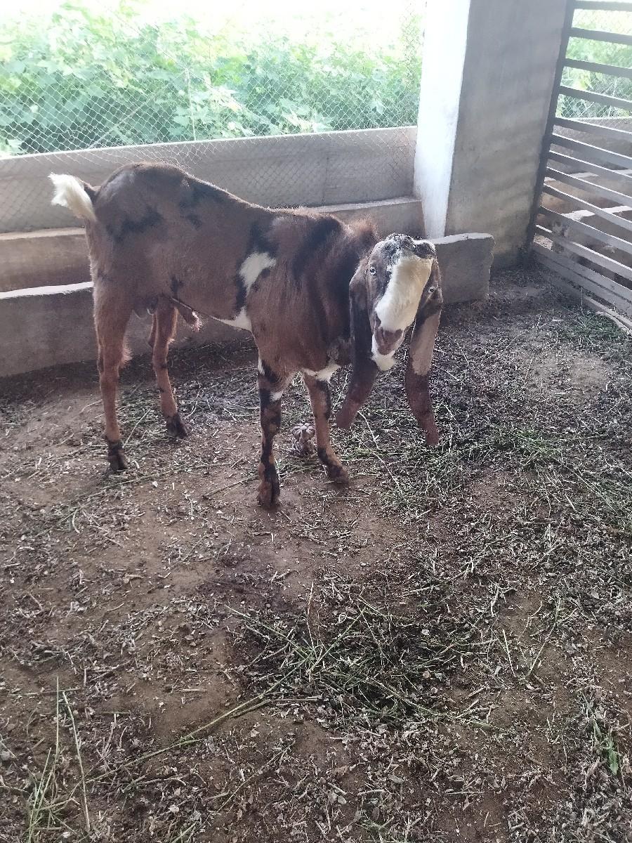 બકરો વહેંચવા નો છે