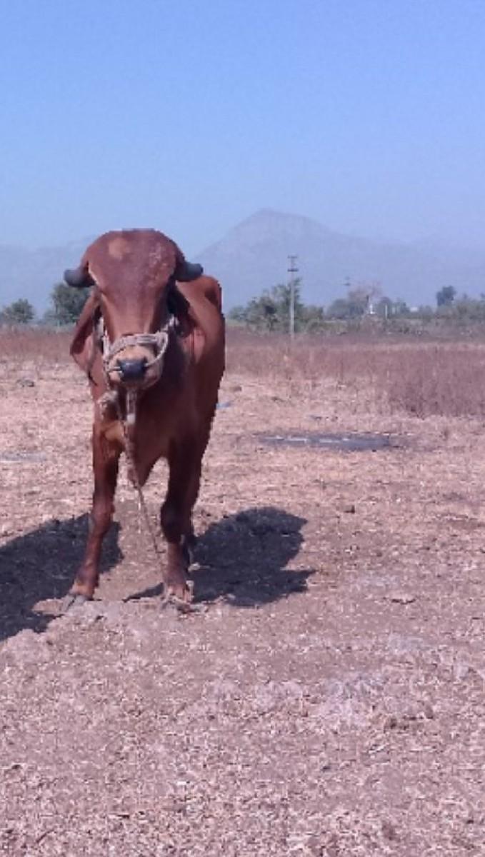 થંબનેલ 2