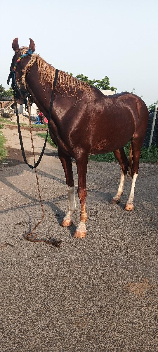 સીધી ઘોડી