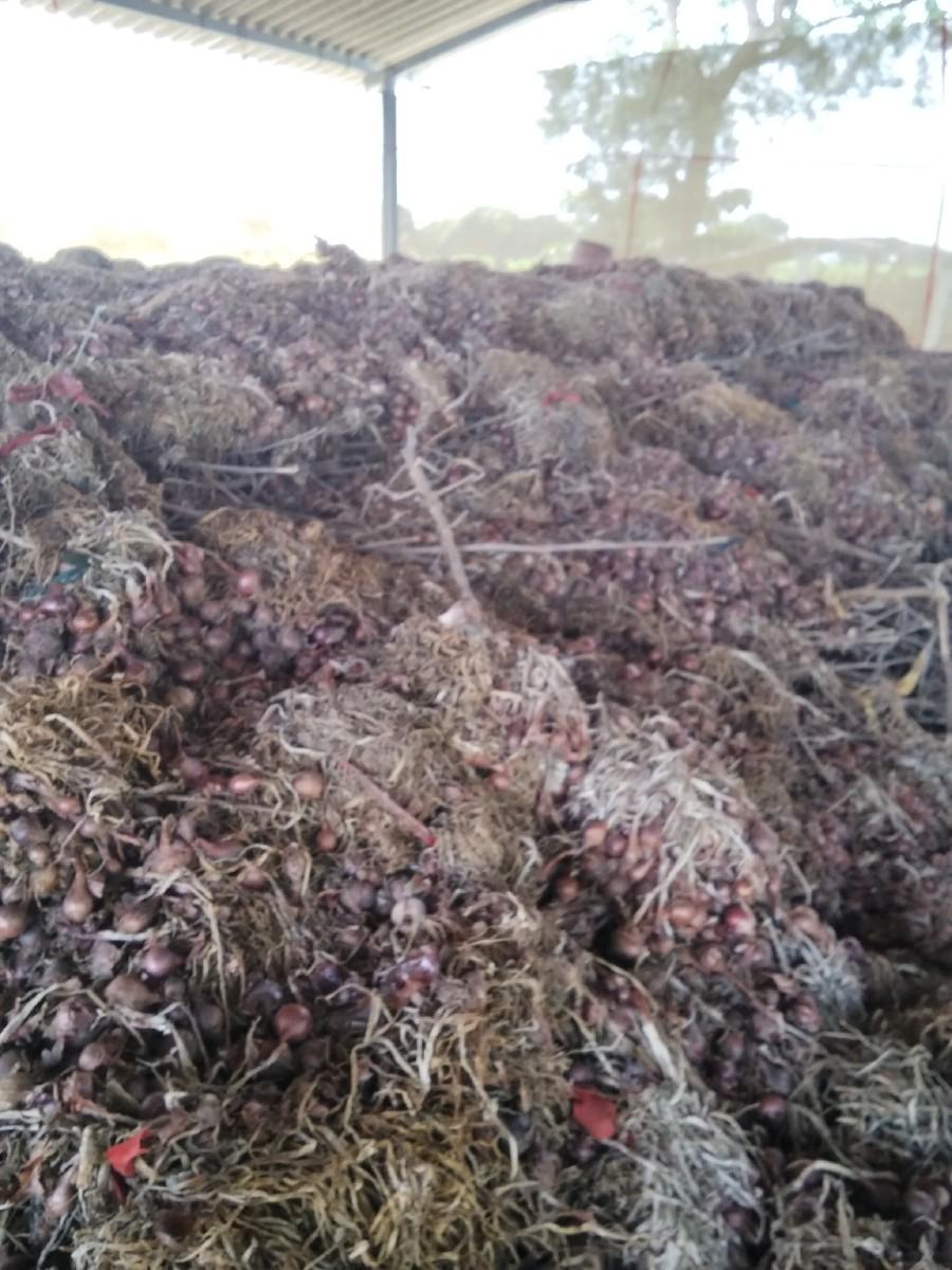 કાજી વેચવા ની છે