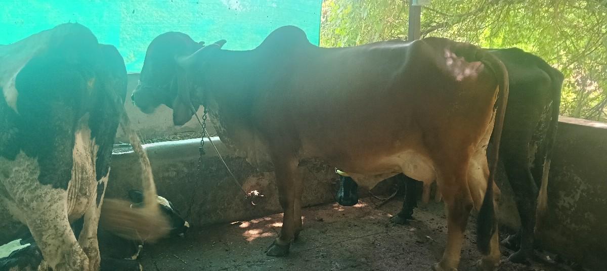 ગાય વેચવાની છે