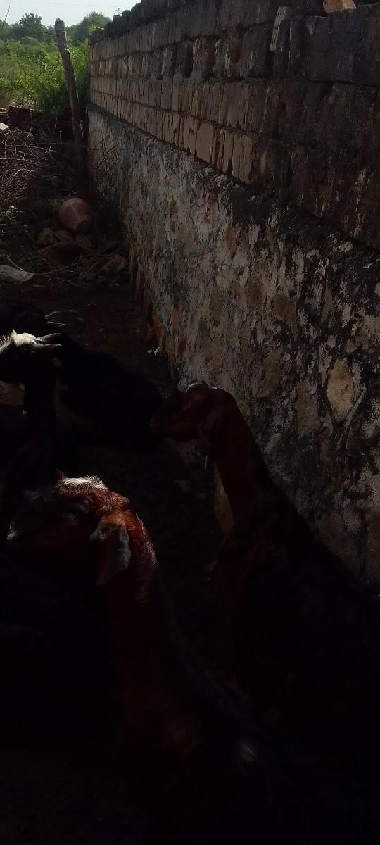 વેચવાના છે