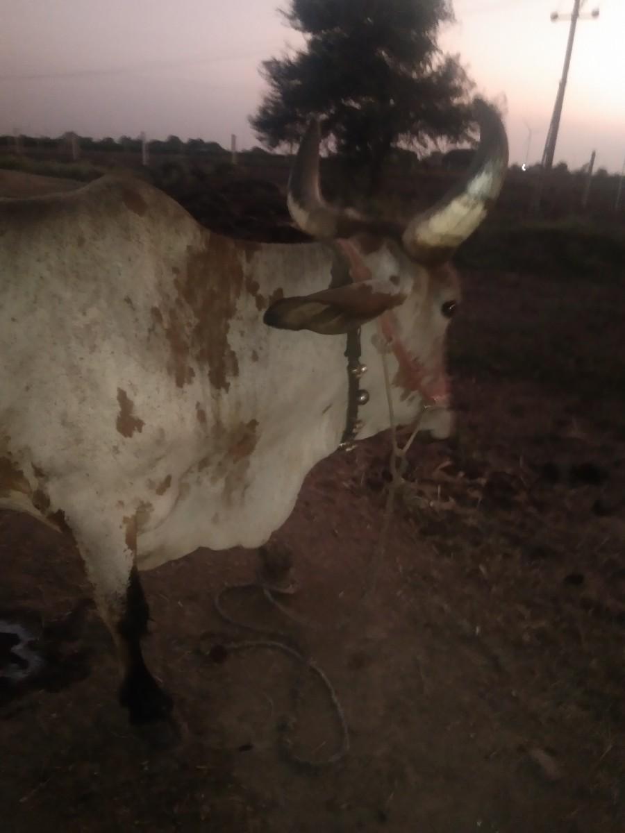 थंबनेल 2