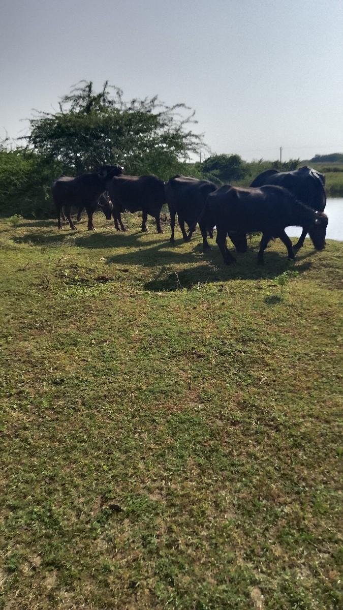 થંબનેલ 2